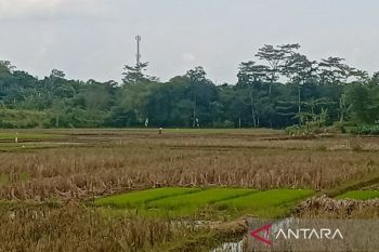 Dinas Pertanian Banyumas optimistis produksi padi pada 2026 meningkat