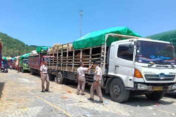 Pemprov NTB terapkan kuota pengiriman sapi 20 truk per hari