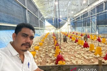 Peternak ayam lokal di Belitung resah adanya ekspansi kemitraan perusahaan besar