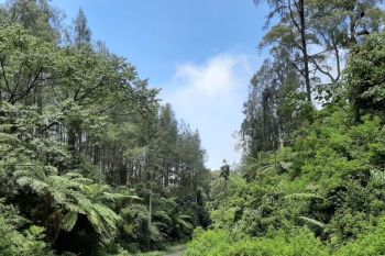 Dosen Unej teliti tanaman zaman prasejarah di Geopark Ijen