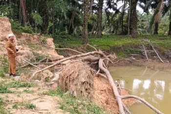 Erosi tanggul DAS Arakundo di Aceh Timur ancam permukiman