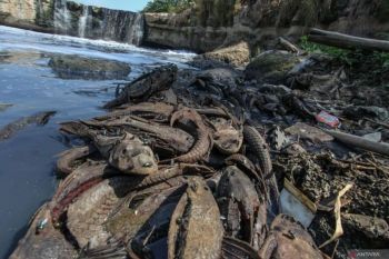 Pemkot Jaksel gelar operasi tangkap ikan sapu-sapu di Phb Setu Babakan