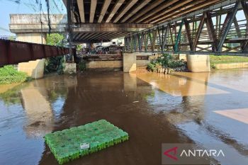 Nelayan nilai pemberantasan ikan sapu-sapu di Ciliwung tidak mudah