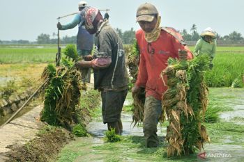 Pemkab Bekasi minta petani beradaptasi hadapi potensi cuaca ekstrem