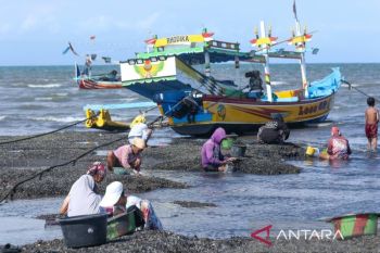 Banyuwangi fishermen harvest green mussels amid declining fish catch