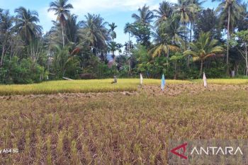 Aceh Besar dapat bantuan 250 hektare cetak sawah baru 2026