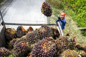 Circular model seen boosting Indonesia's palm oil industry