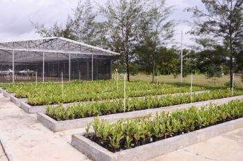 PT Timah reklamasi ratusan hektare lahan pasca-tambang Babel