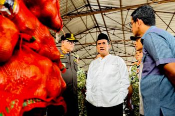 Mentan minta aktor penyelundupan bawang-cabai di Kalbar diusut tuntas