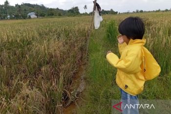 Kutim optimasi 20.000 hektare lahan untuk swasembada pangan