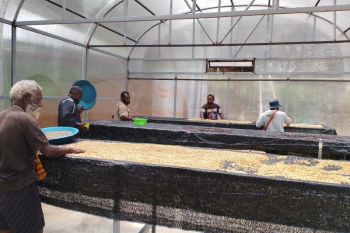 PLN Papua bangun dome pengering bagi petani kopi di Lanny Jaya