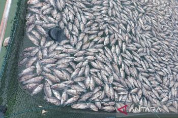 Mewaspadai kematian massal ikan di Danau Toba