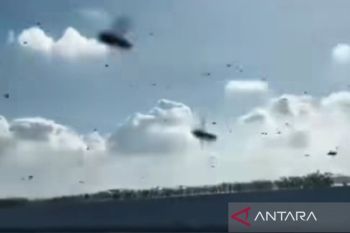 BKSDA Bali: Pancaroba picu migrasi lebah lintasi Tol Bali