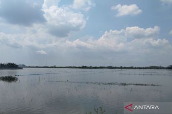 Pemkab Demak upayakan bantuan untuk 278 hektare padi puso akibat banjir