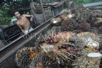 Pakar: Wacana standar batas limbah sawit 100 mg/l perlu dikaji ulang