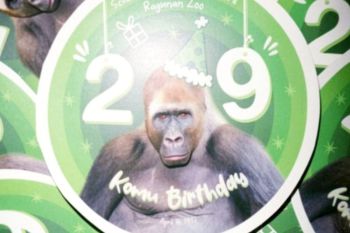 41.303 orang kunjungi Taman Margasatwa Ragunan saat perayaan ultah gorila "Komu"