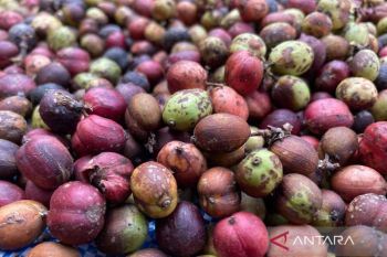 Pemkab Kuningan bantu pengembangan komoditas kopi untuk ekspor