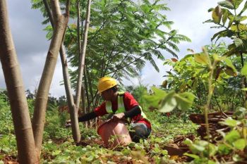 Triwulan I 2026, Reklamasi PT GKP tanam hampir 20 ribu pohon di lahan pascatambang Wawonii