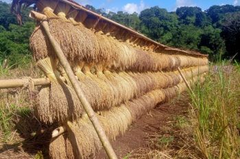 Petani Badui ungkap rasa syukur atas panen padi huma melimpah
