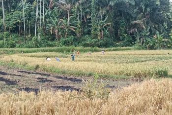 Pemkab Pasaman Barat tetapkan 7.275 hektare LP2B jaga alih fungsi lahan