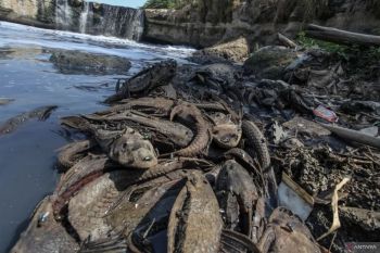 Ikan Lokal Mati Sapu-sapu Meraja, Dedi Mulyadi Soroti Ketidakseimbangan Alam