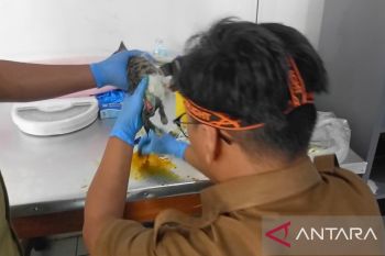 DPKHP Cianjur berikan pelayanan kesehatan hewan peliharaan gratis