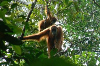 BKSDA Aceh lepas liarkan orang utan yang terisolir di perkebunan sawit