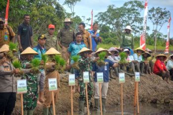 Pemkab Nabire budidaya padi biofortifikasi tekan stunting