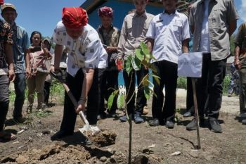 Sigi salurkan bibit durian dan kakao di tiga kecamatan