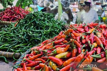 Pemkab Natuna bidik kerja sama dengan Anambas terkait produksi cabai