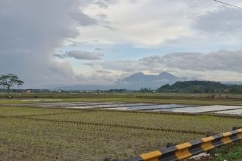 Total ketersediaan benih padi genjah Lampung untuk April-Mei 73,5 ton