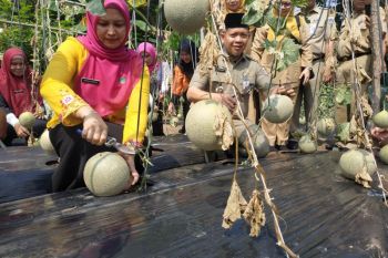 Bupati dorong kemandirian pangan di Kepulauan Seribu