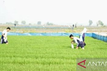 Kementan gulirkan Gerakan Pengendalian Penggerek Batang upaya tekan hama padi di Karawang