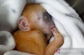 BKSDA Bali evakuasi satwa dilindungi yakni Elang Tikus dan bayi Lutung Jawa dari warga