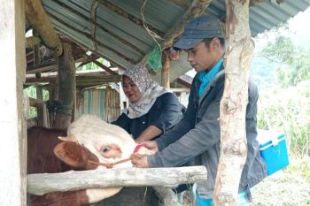 Pemkab Agam prediksi pemotongan hewan kurban 5.700 ekor