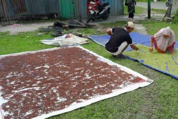 Pemkab Simeulue ajukan bantuan sejuta bibit cengkeh