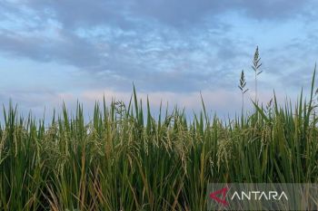 DKP3 Majalengka pastikan stok pupuk subsidi aman untuk musim tanam II