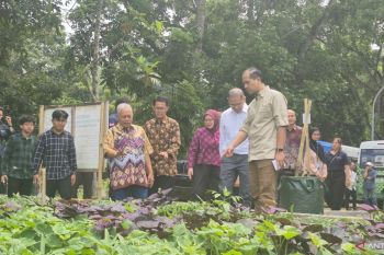 Unpad & Kementrans Sulap Lahan Transmigrasi Jadi Pusat Ubi Jalar Nasional