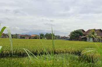 Lampung perkuat pengendalian hama secara hayati saat kemarau