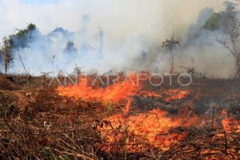 BPBK: 20 hektare lahan di Aceh Jaya terbakar selama Januari-Maret 2026