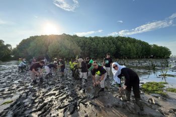 Bandara Banyuwangi tanam seribu bibit mangrove peringati Hari Bumi