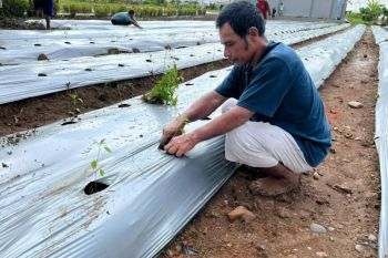 Warga binaan lapas Dharmasraya tanam bibit cabai dukung ketahanan pangan