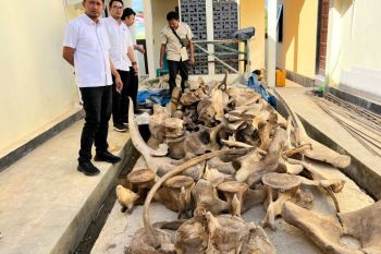 Polisi tangkap pedagang satwa dilindungi di Sorong