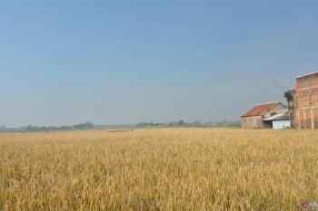 Waspada El Nino! 270 RW di Cimahi Masuk Zona Merah Kekeringan