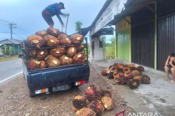 Harga Sawit di Abdya melewati Rp3.000 per kg di tengah kelangkaan pupuk KCL