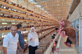 UPTD Disnak Aceh dorong peternakan ayam petelur Aceh Tamiang jadi percontohan