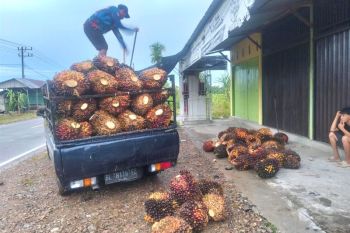 Harga TBS kelapa sawit di Abdya, Aceh naik menjadi Rp3.000 per kg