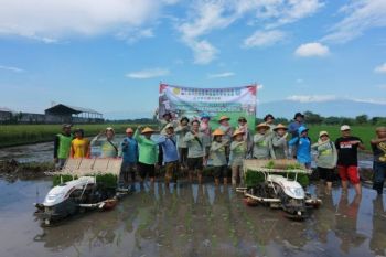 Pemkab Probolinggo tingkatkan produksi padi lewat percepatan tanam