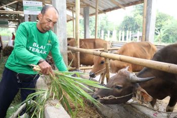 Baznas pastikan stok hewan kurban di Balai Ternak Lombok Tengah aman