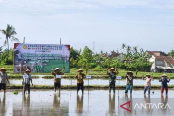 Banyuwangi percepat tanam padi antisipasi dampak kemarau